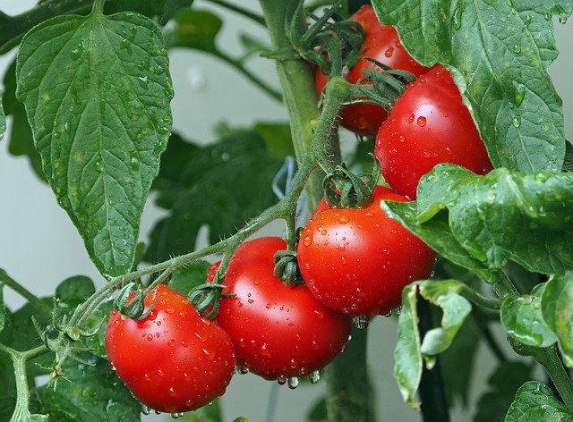Jak przechowywać pomidory przez dłuższy czas?