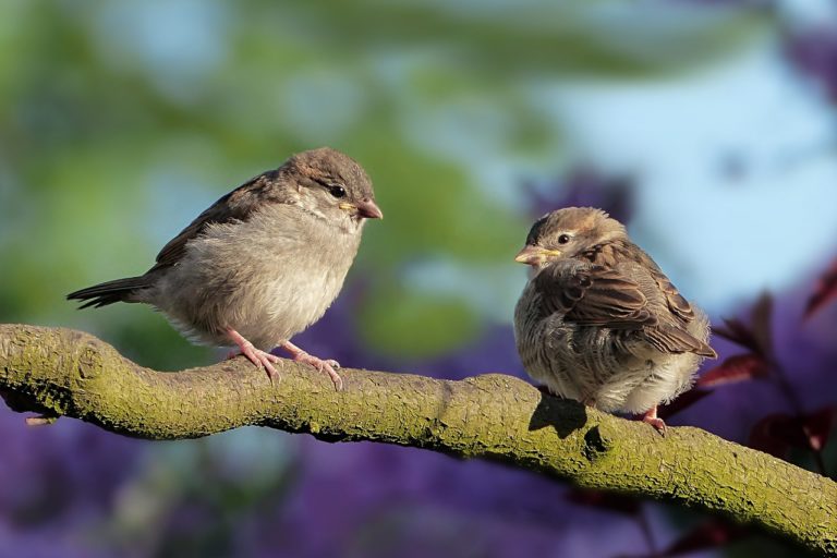 Blog Ornitologiczny: Fascynujące Historie i Ciekawostki ze Świata Ptaków